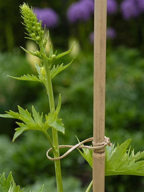 A Guide to Staking Plants and Training Perennials for the Best .